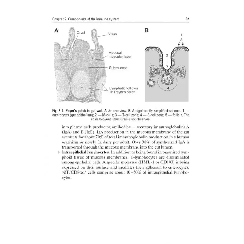Книга Immunology 2-е изд., перераб. Хаитов Рахим Мусаевич (art.: 3920c13a74cbd) - 3920c13a74cbd