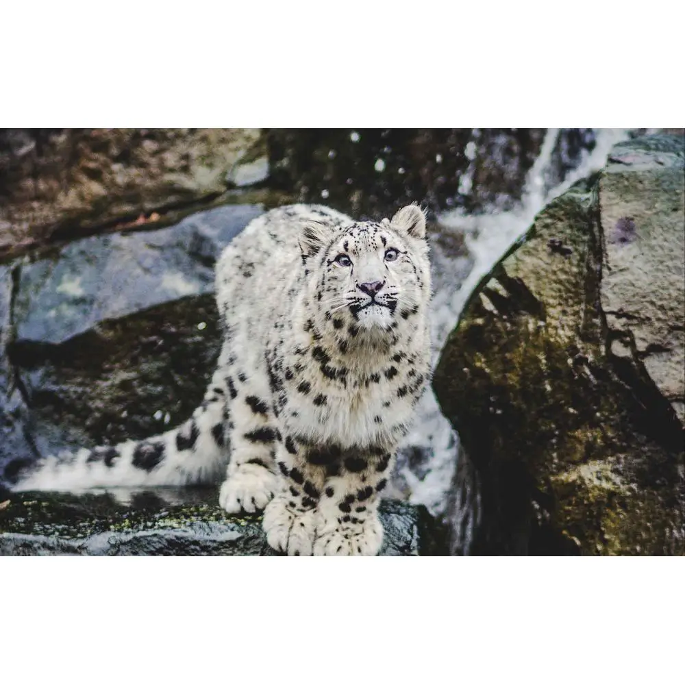 LinxOne картина 