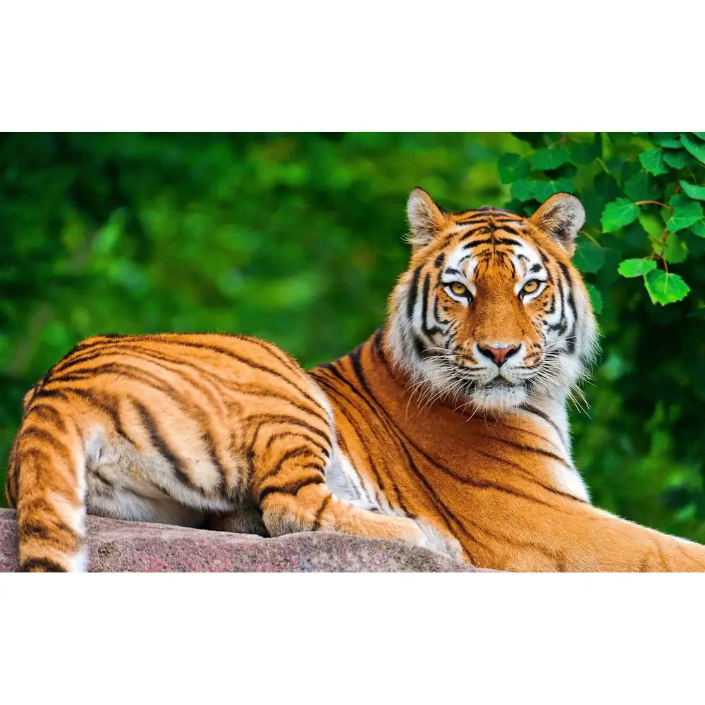 LinxOne постер 