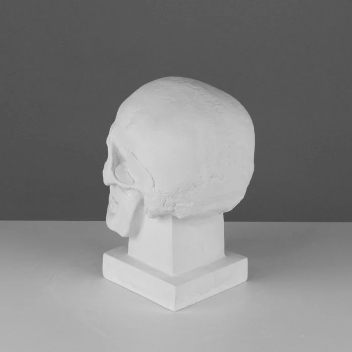 Гипсовая фигура. Череп слепок с натурального, 19 х 14 х 25 см (art.: 3920b6e2820e6) - 3920b6e2820e6