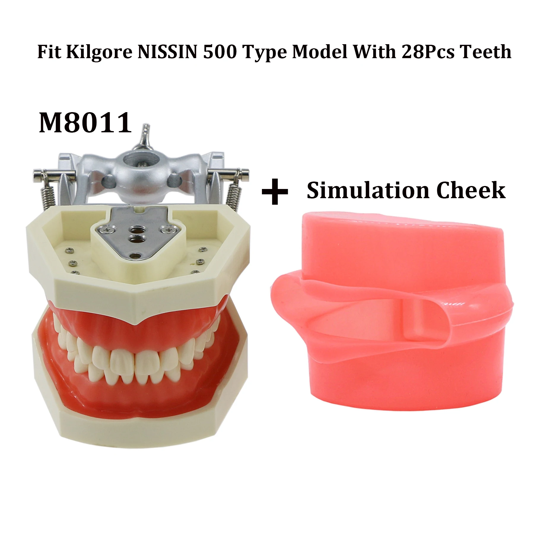 Kilгор Nissin 500 тип подходит стоматологический винтовой 28 шт. модель зубов M8011 наполнение стандартный метод обучения и имитация щек