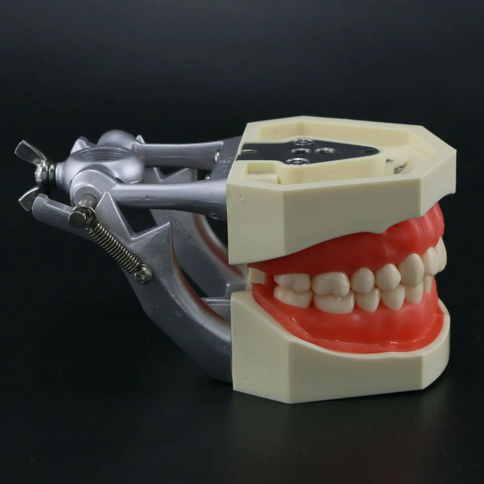 Фото Kilgore NISSIN Style Dental Typodont Модель 28 шт. Сменные ввинчивающиеся зубы M8011 №3