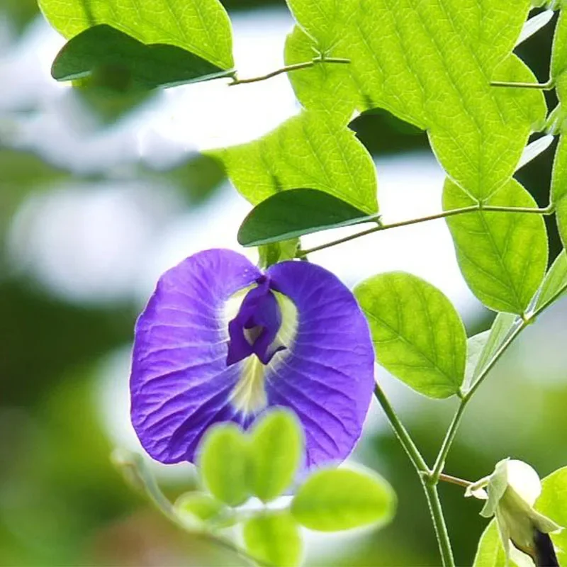 2024 Натуральные сушеные цветы Clitoria Terna, синяя бабочка, Орхидея, Горох, красивые коктейли, сделай сам, свадебное праздничное украшение