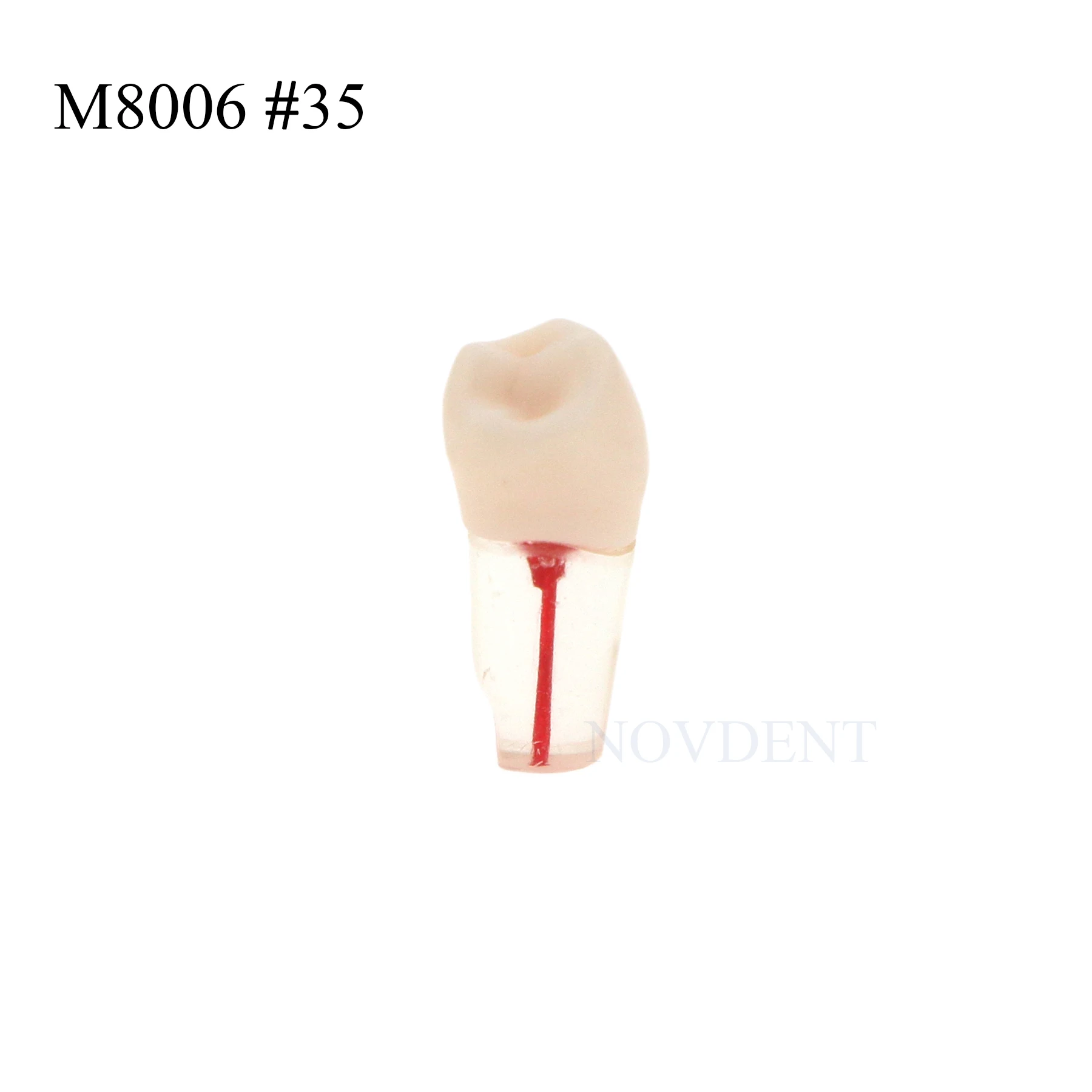 Стоматологические модели зубов эндо корневых каналов M8006 # 35. Учебная модель Typodont Practice RCT