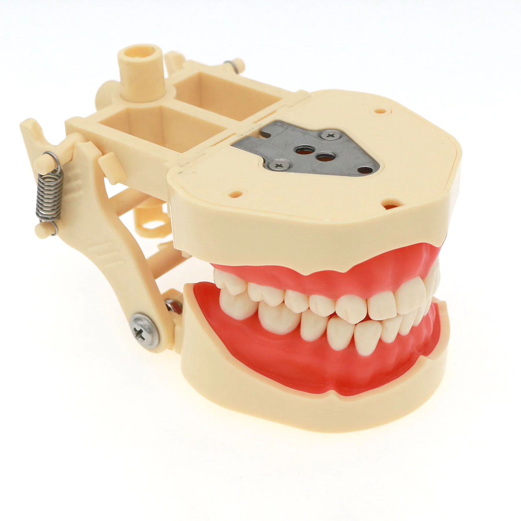 Dental Frasaco ANA-4 Тип Стоматологическая реставрационная модель Typodont M8013 Съемные ввинчивающиеся зубы 28 шт. Студенческая практика