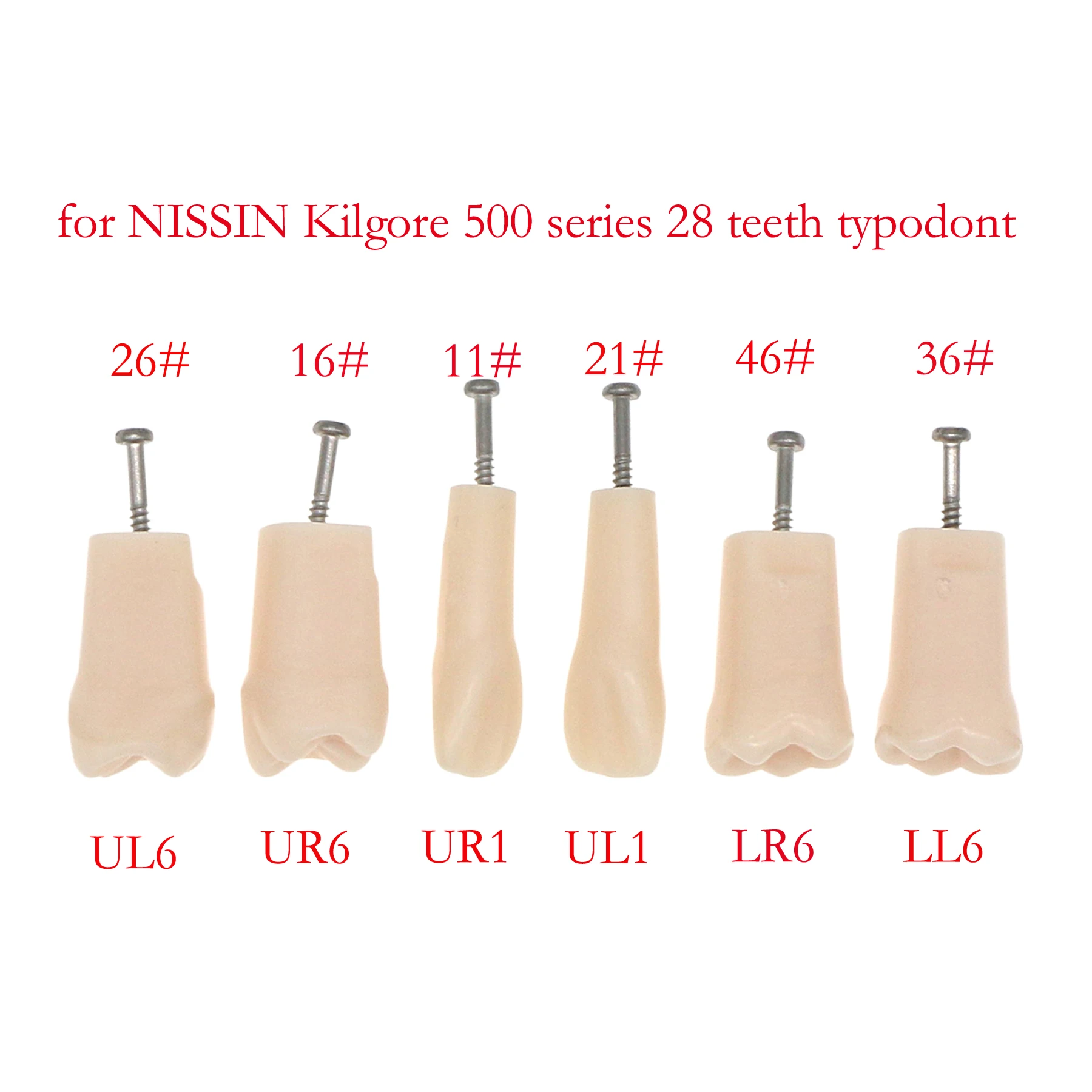 Фото 10Pcs M8024-36#  LL6  Dental Model fit Kilgore NISSIN 500 Type 28Pcs Removable Teeth Screw-in Practise Study №5