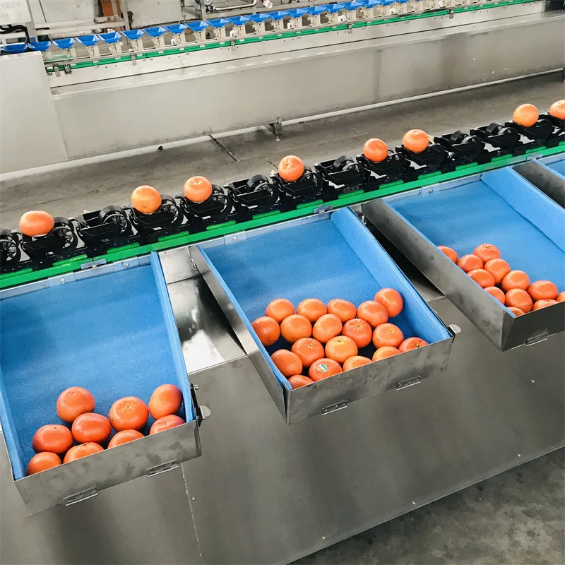 Фото Машина для сортировки и сортировки фруктов и овощей, размер продуктов, машина для сортировки и сортировки фруктов №5