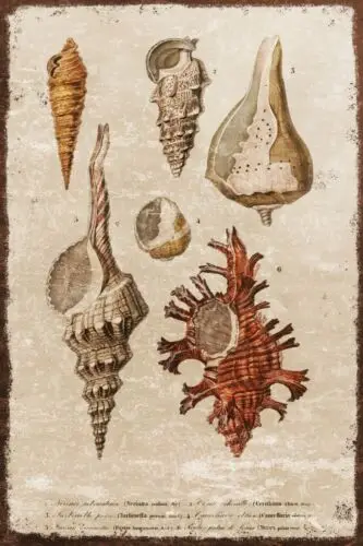 1p, Металлический знак в винтажном стиле Seashells No 2, состаренный вид, металлическая табличка.