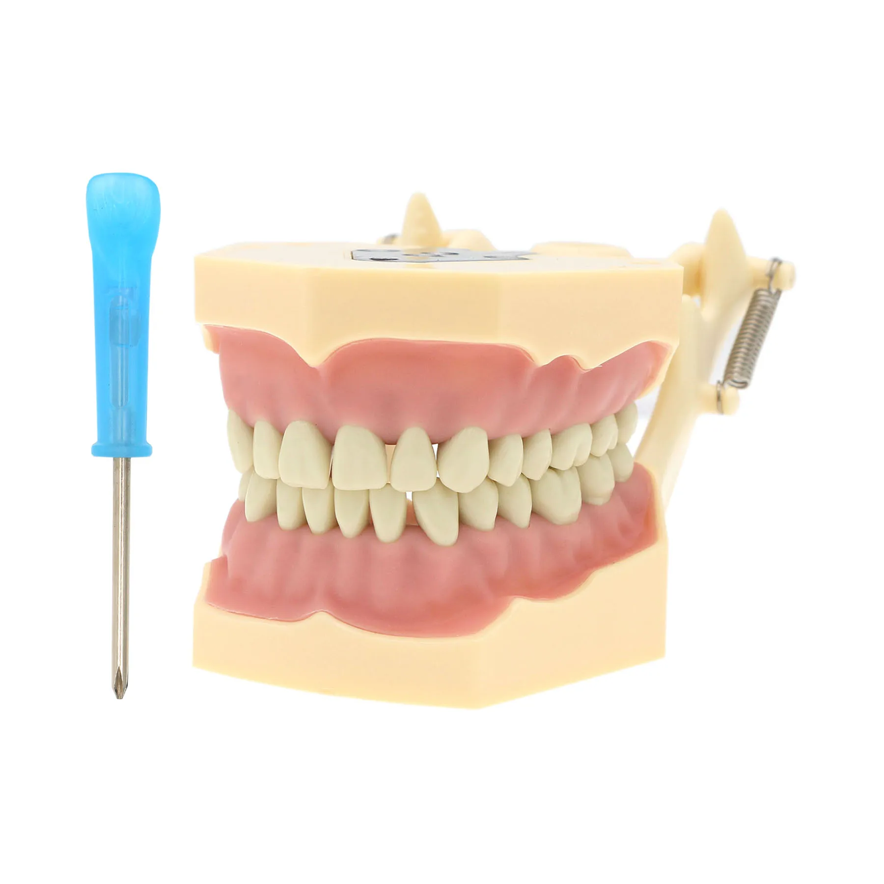 Фото Dental Frasaco AG3 Тип Восстановительная модель Typodont 32 шт. Маркированные зубы M8014-2 №2