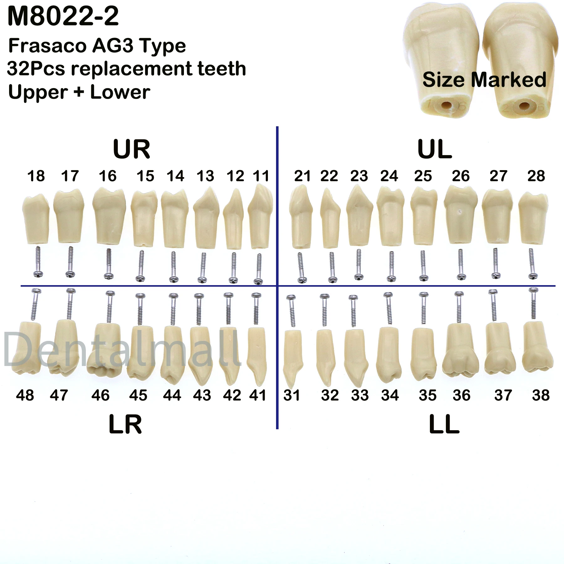 Фото Dental Frasaco AG3 Тип Восстановительная модель Typodont 32 шт. Маркированные зубы M8014-2 №5