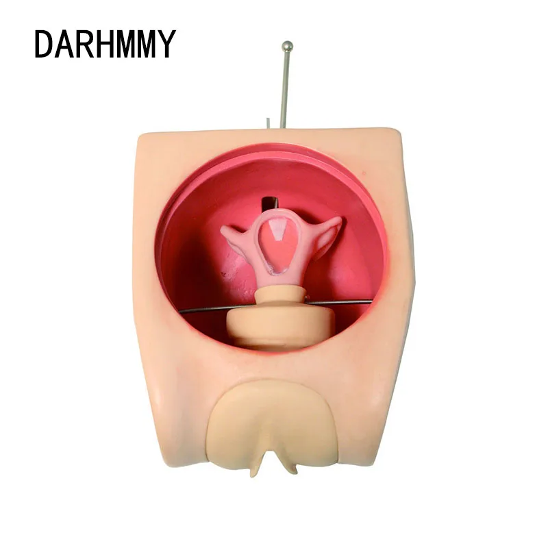 Современная модель противозачаточного контроля DARHMMY, модель обучения планированию семьи, симулятор контрацепции, модель IUD