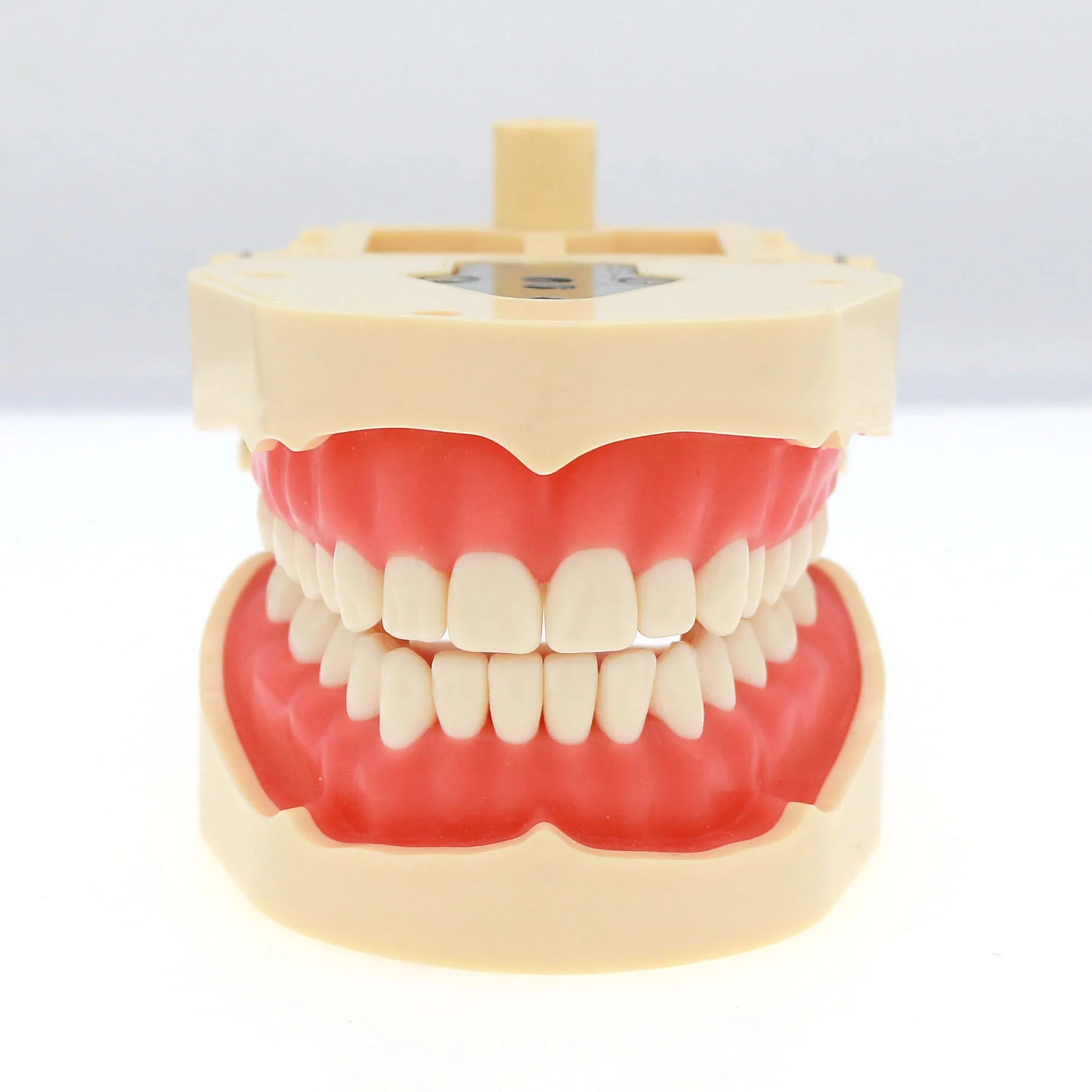 Фото Dental Frasaco ANA-4 Тип Стоматологическая реставрационная модель Typodont M8013 Съемные ввинчивающиеся зубы 28 шт. Студенческая практика №4