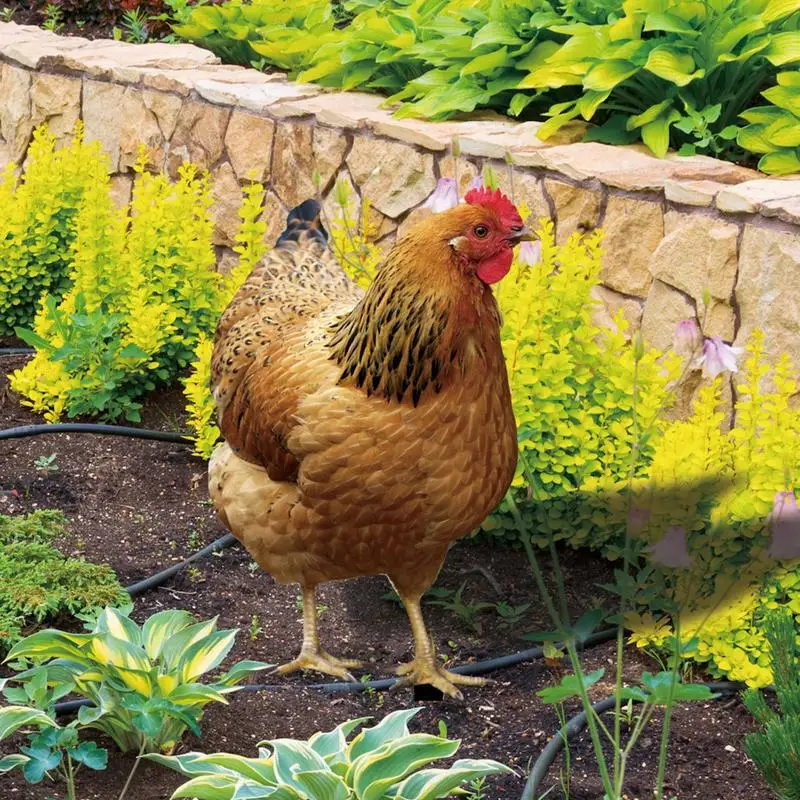 Фото Куриный двор, реалистичная скульптура курицы, 2D акриловая статуя курицы, садовая мягкая курица для фермы, сада, патио, лужайки №4