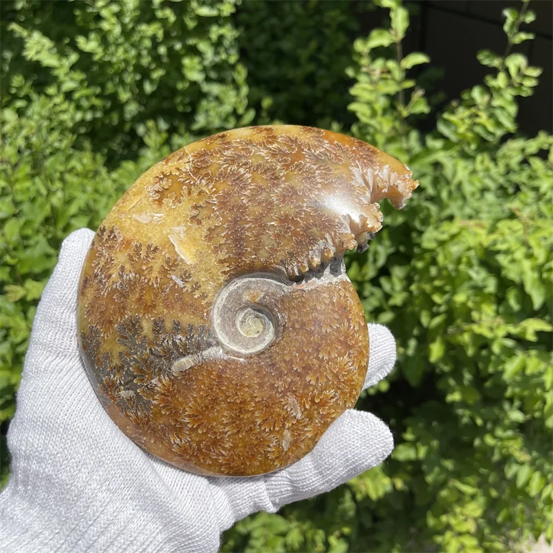 895 г большой красивой натуральной раковины хризантемы из аммонита