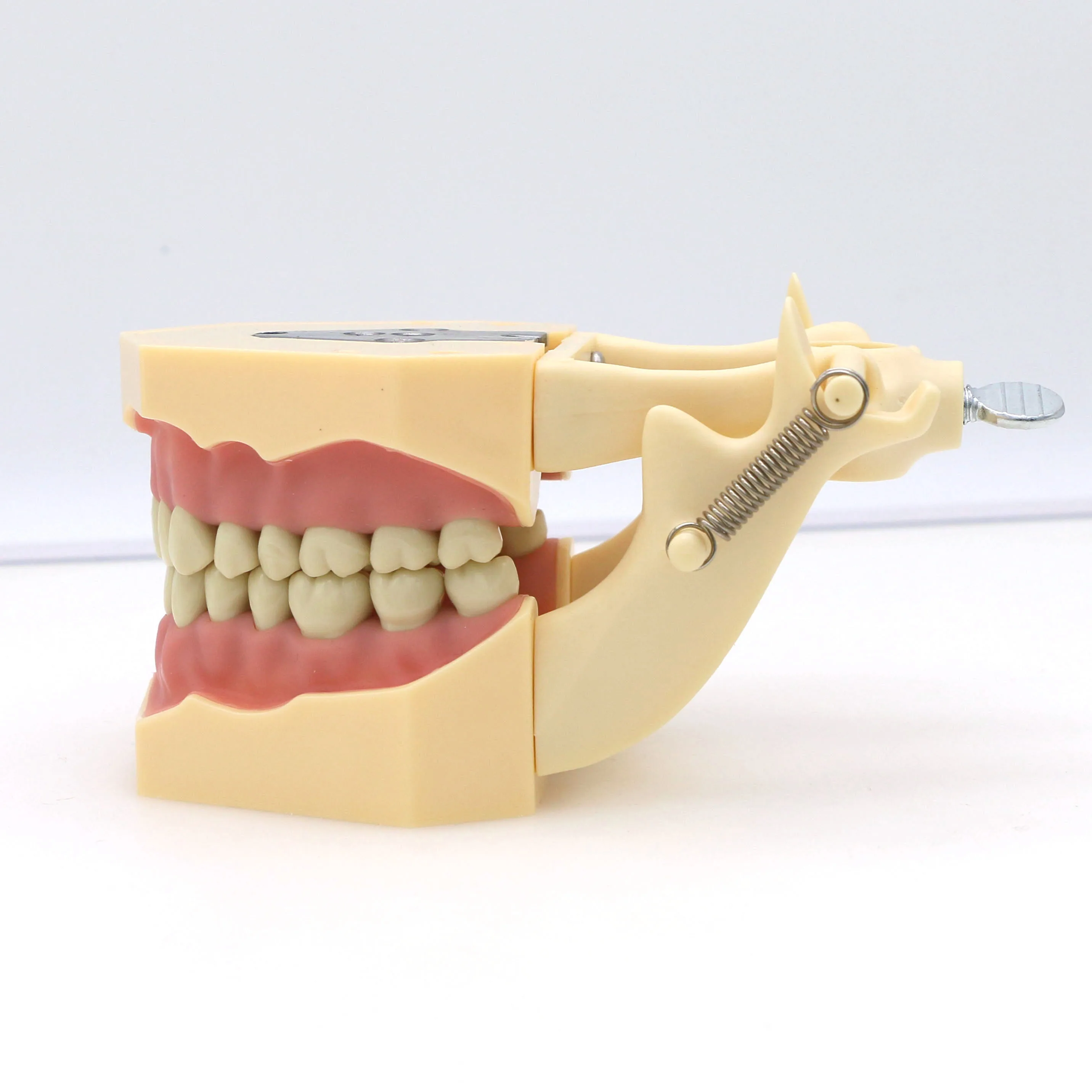 Стоматологические реставрационные зубы Typodont, модель Frasaco AG3, тип M8014-2, 32 шт., ввинчивающиеся съемные зубы