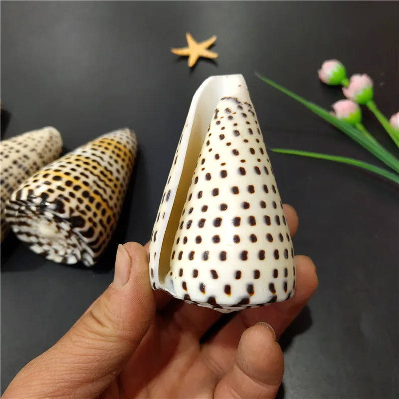 Conus eburneus Hwass Black Corn Snails Аквариум для рыб из натуральной раковины и ракушек, Микропейзаж, 6-10 см, Мебель для дома (art.: 3920cbefc86a1) - 3920cbefc86a1