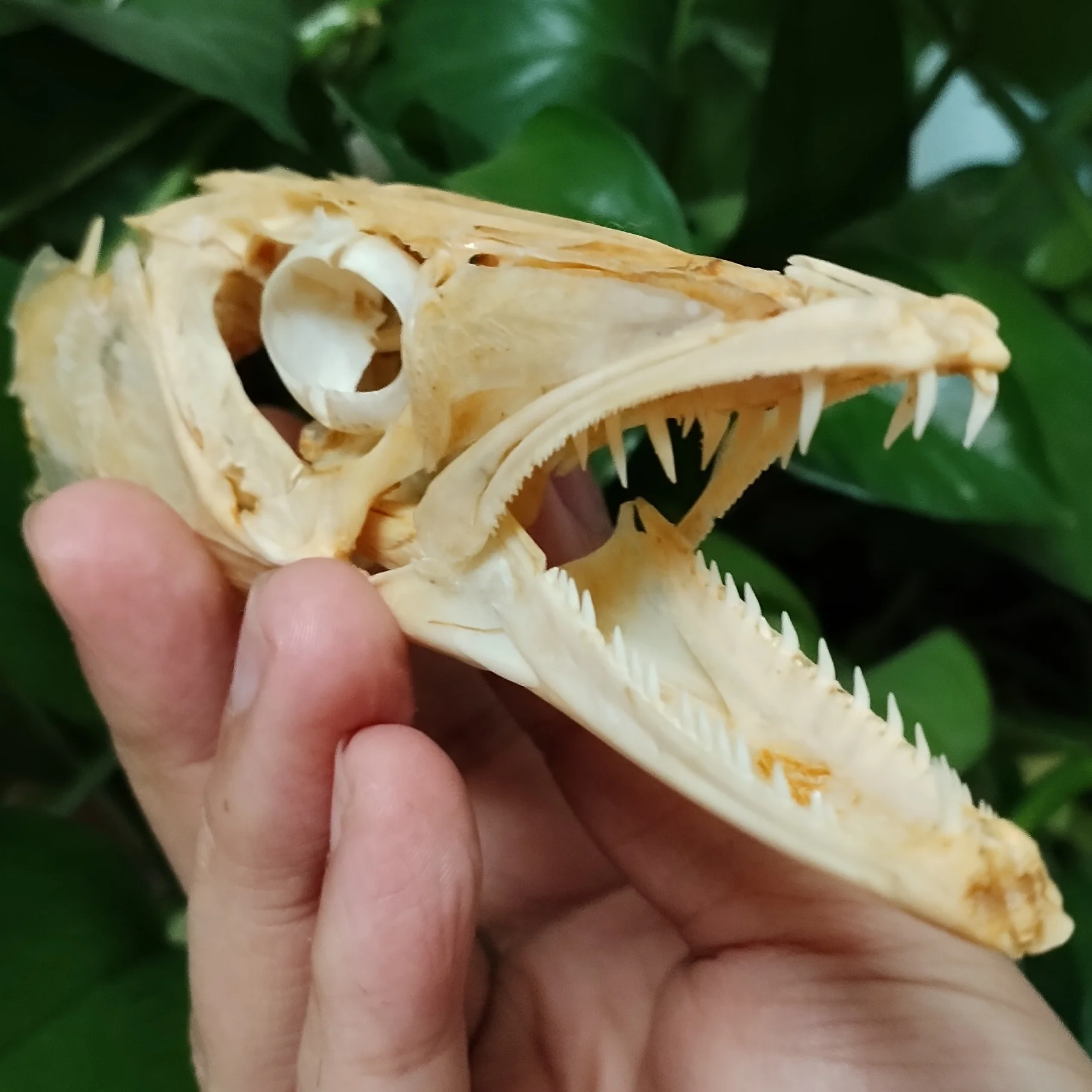 15 см настоящий северный череп щуки, натуральный Esox Lucius, рыба, скелет, скелет животного, образец модели, таксидермия, научное образование